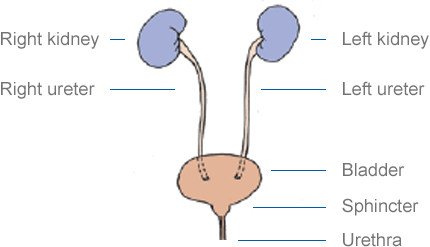 urinary fittleworth kidneys catheterisation intermittent